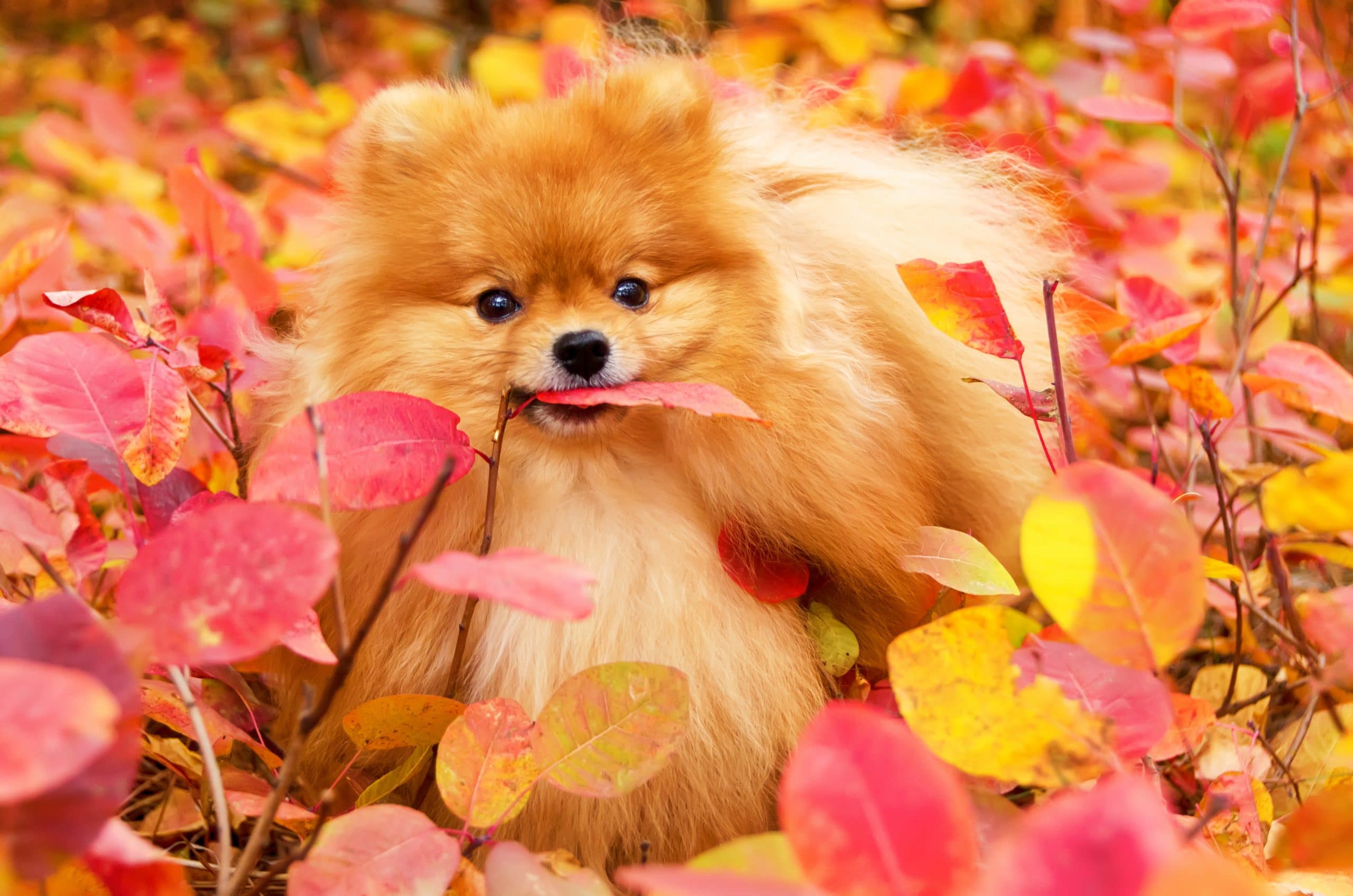 pomeranian sitting in colorful leaves