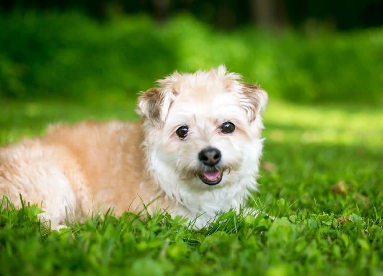pomapoo dog laying in grass