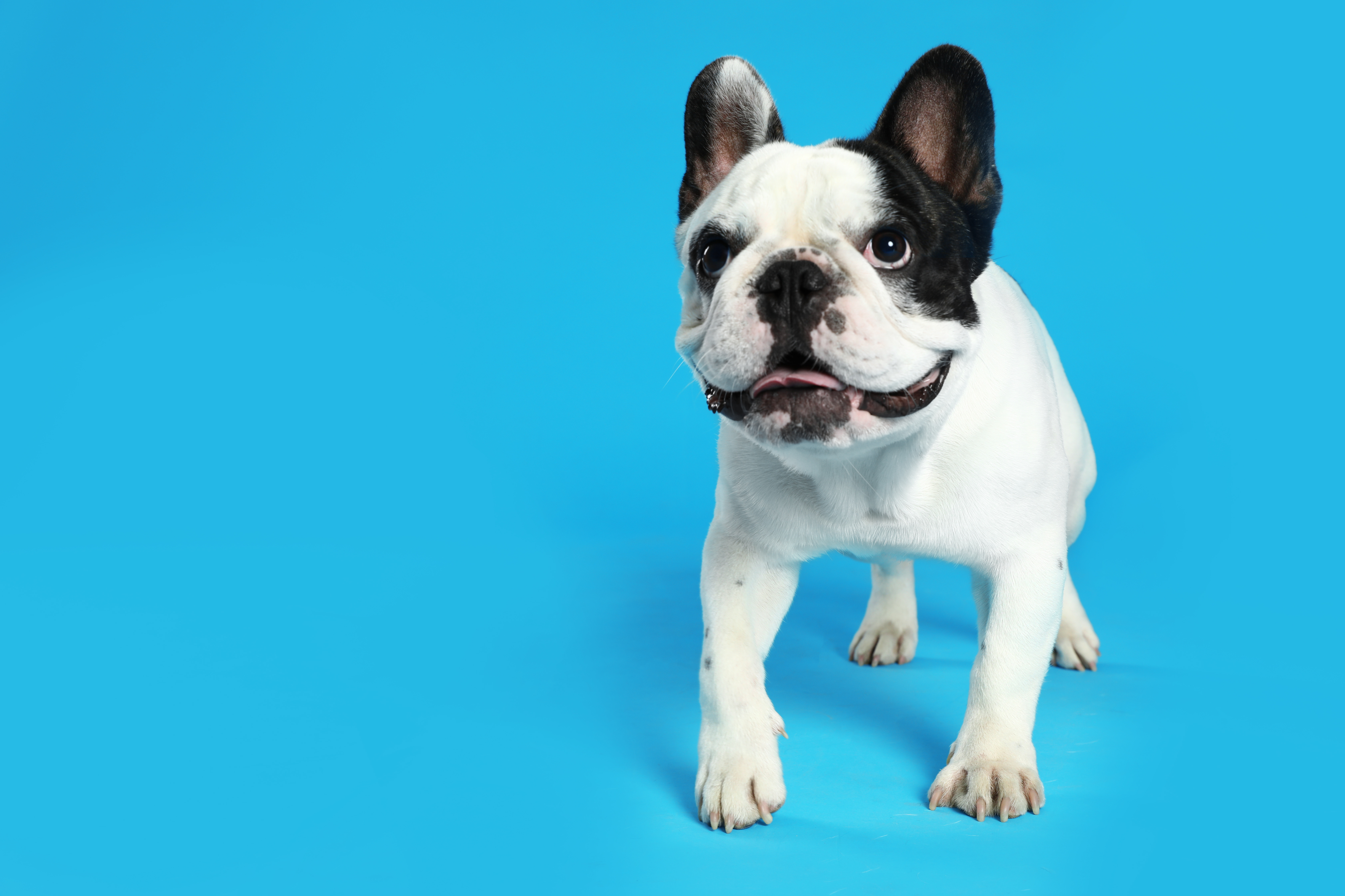 mini french bulldog standing in front of blue background