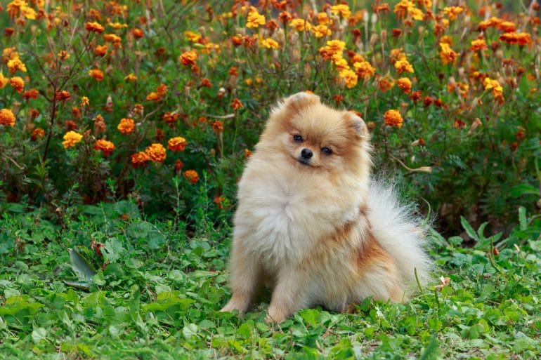 pomeraninan sitting in front of a flower bush