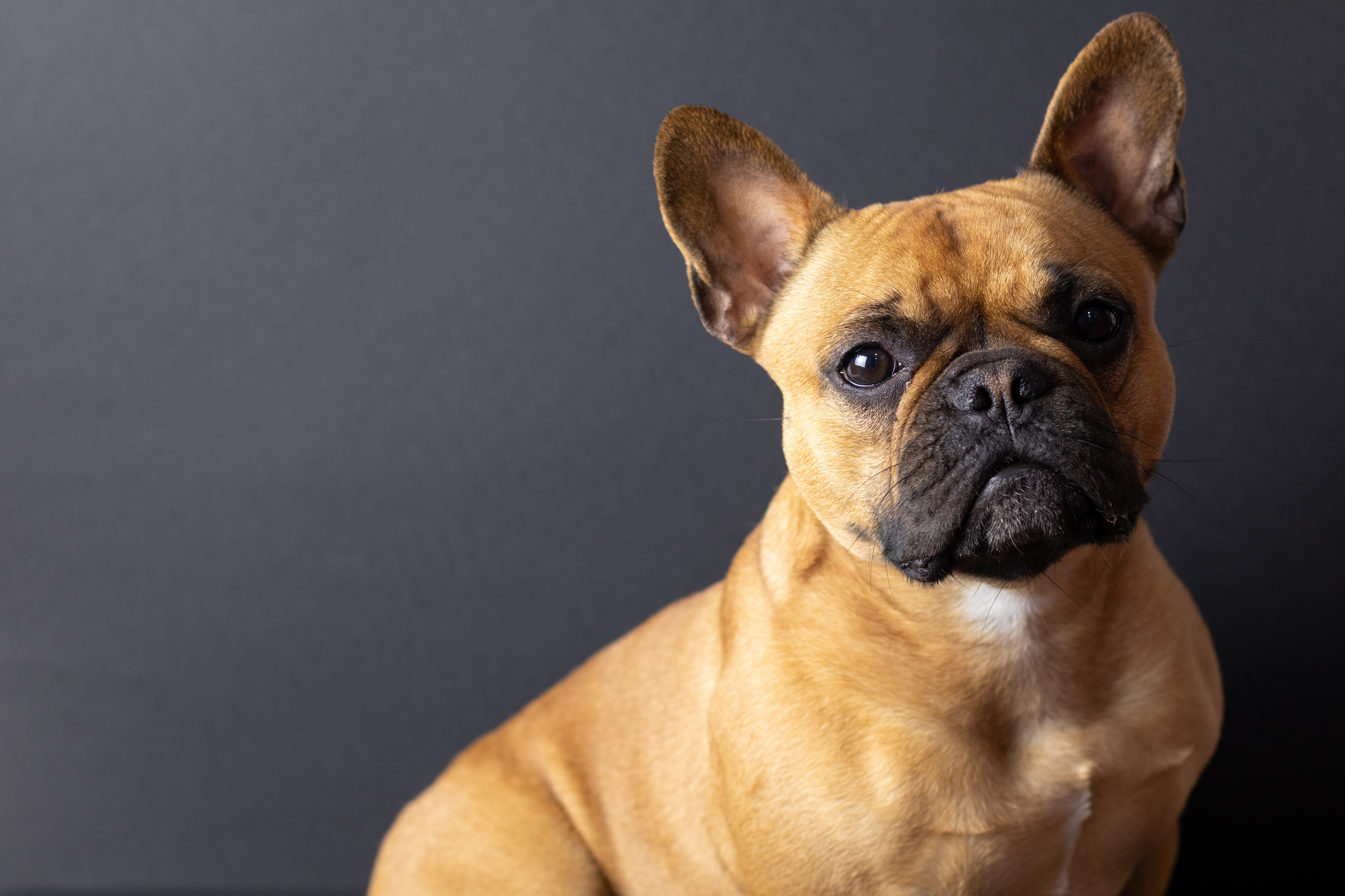 mini french bulldog in front of black background