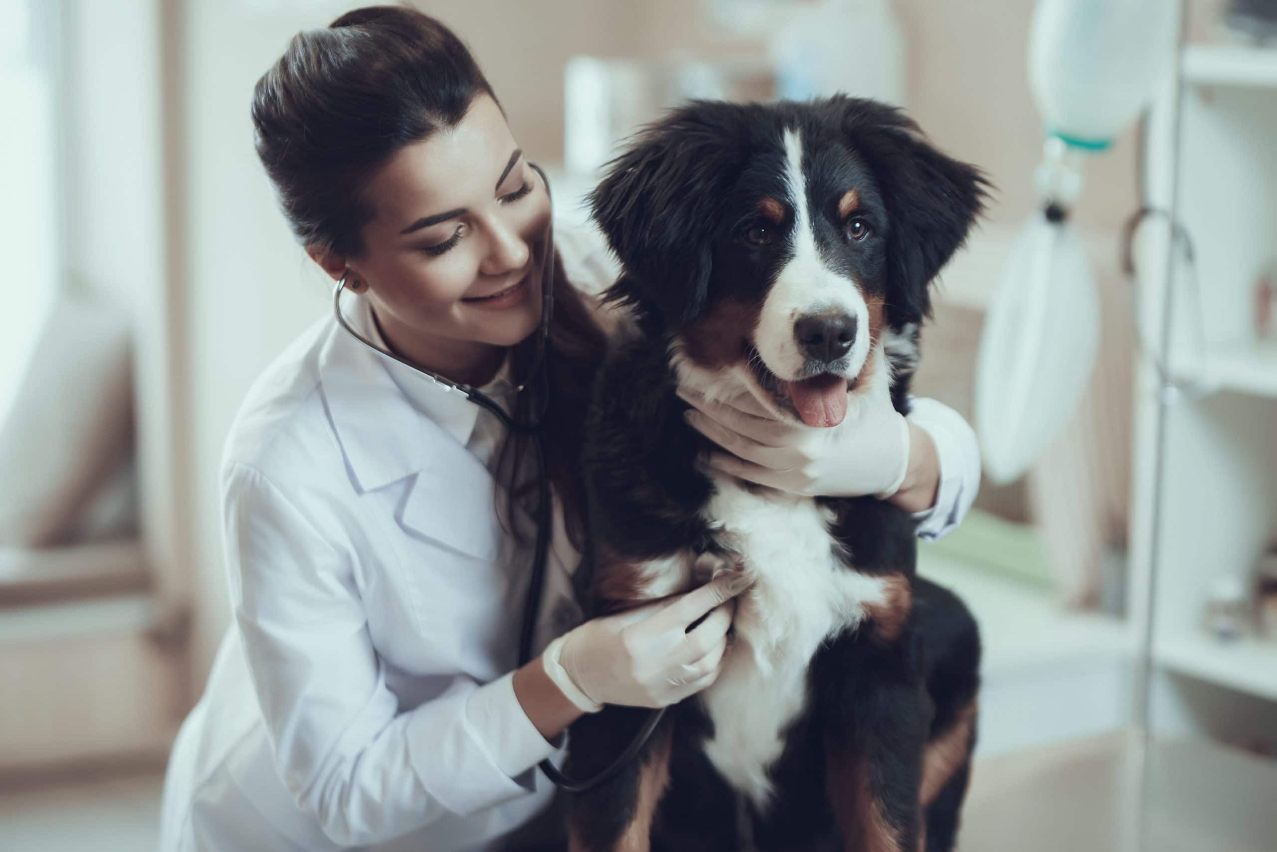 vet with bernese mountain dog
