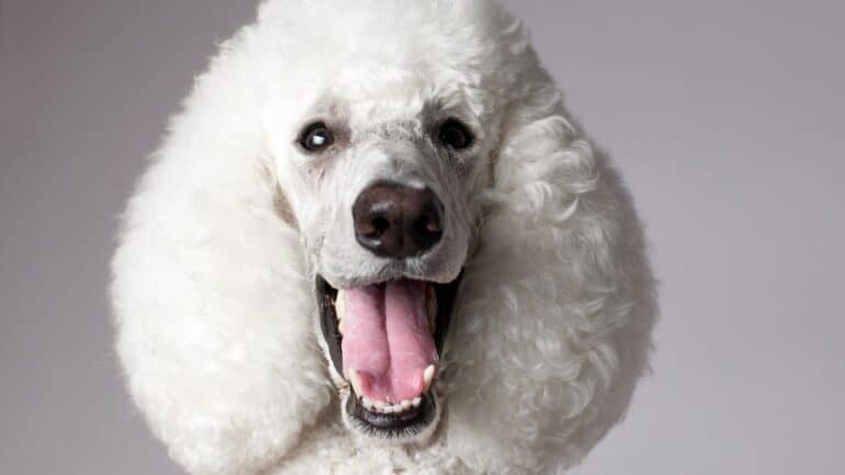 close up of happy poodle face with mouth open