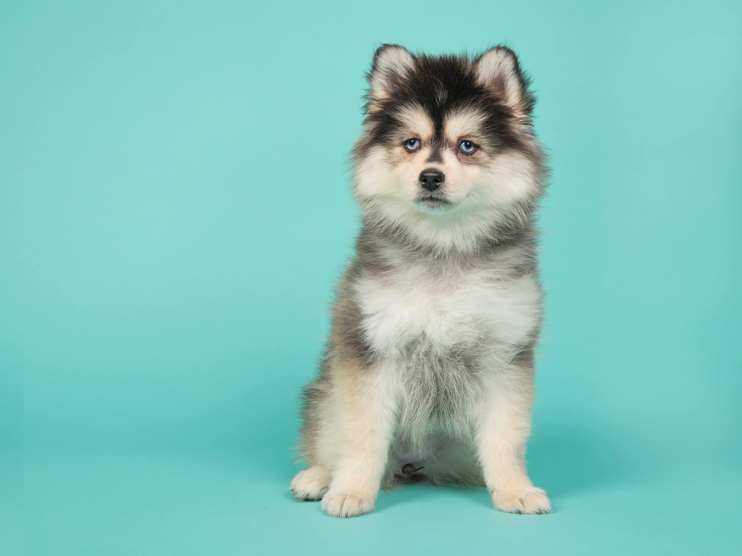 pomsky puppy sitting in front of a blue background