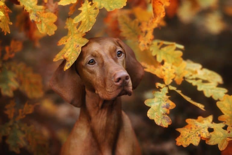vizsla dog standing amongst autumn leaves