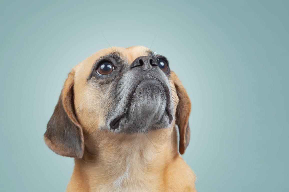 close up of puggle in front of blue background