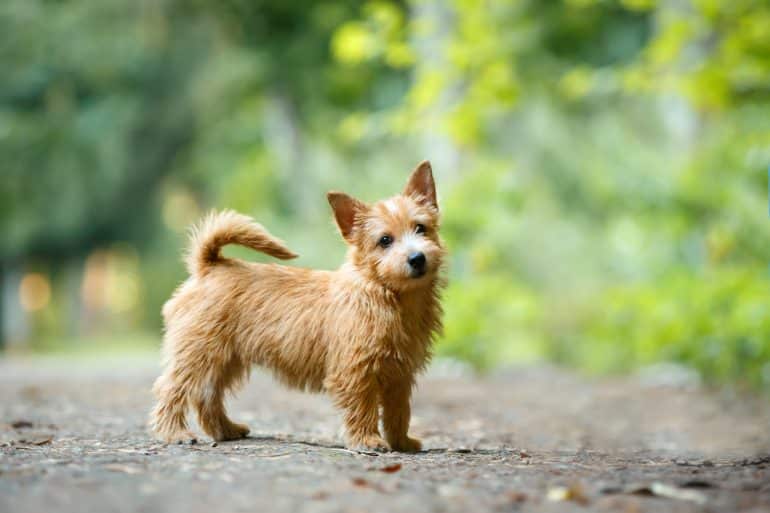 norwich terrier standing on dirt path