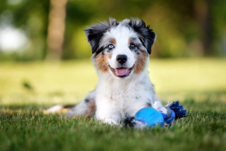 toy australian shepered laying in grass