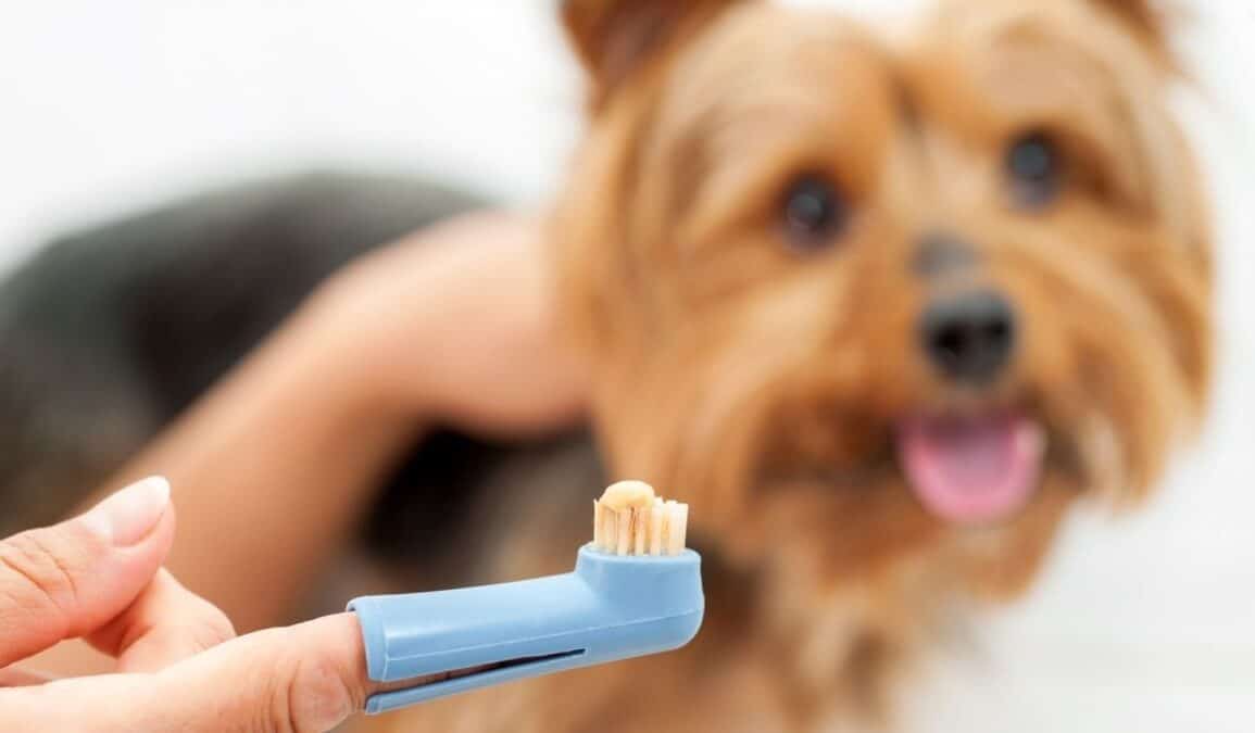 focus shot of finger toothbrush with small dog in background