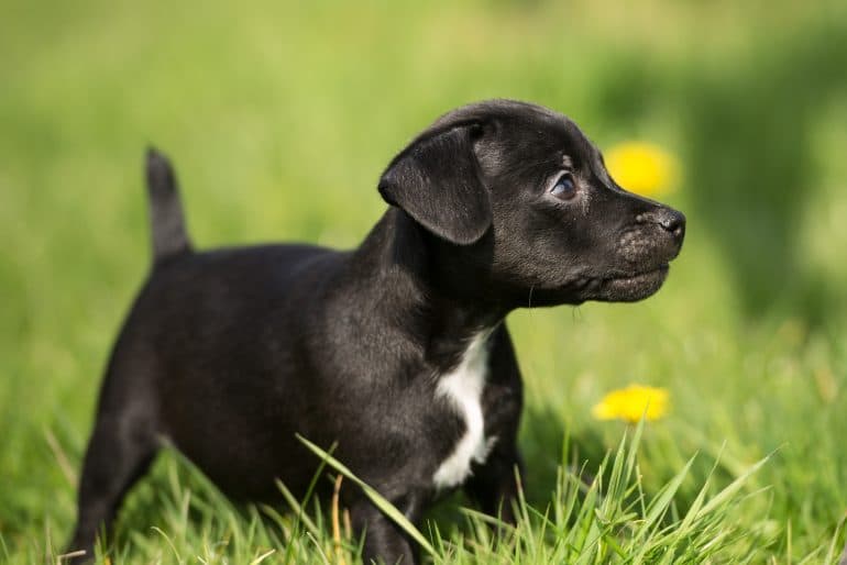 patterdale terrier puppy standing in the grass