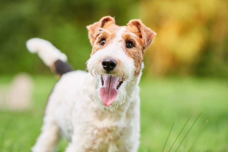 happy wire fox terrier standing on the grass