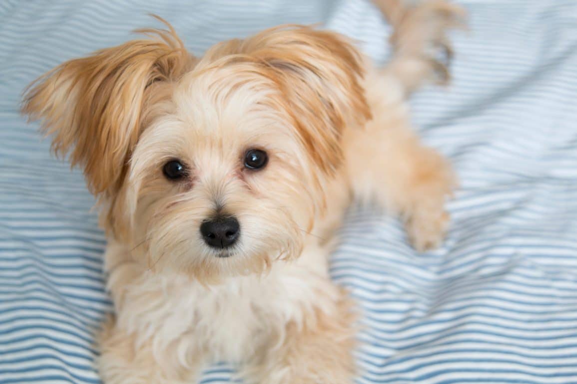 morkie dog laying on a bed