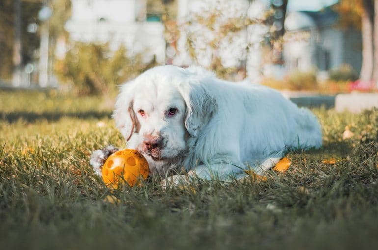 clumber spaniel laying down and playing with a ball