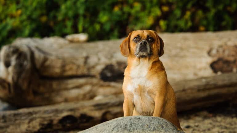 Chubby puggle dog standing up on rocky by the shore
