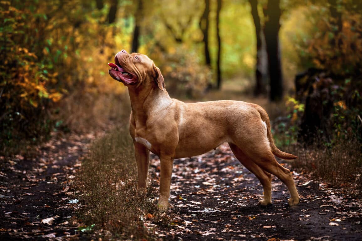 French Mastiff dog walking in the autumn forest
