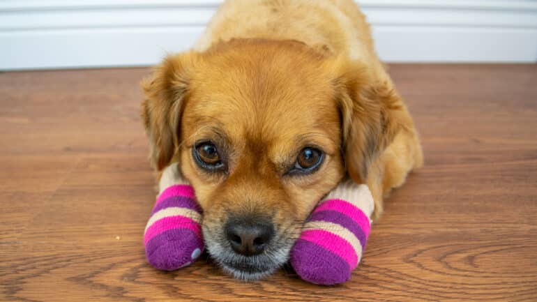 cute dog with socks on, lying down on a wood floor