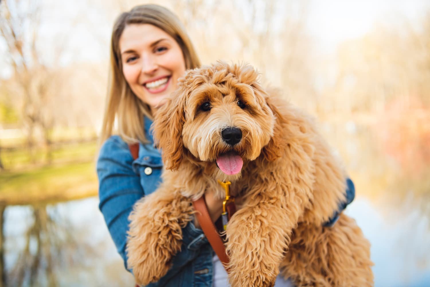 Happy Labradoodle Dog and woman outside at the park