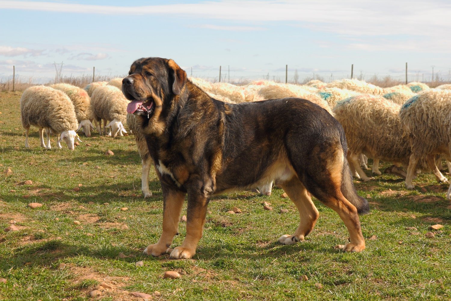 Spanish Mastiff standing near a flock of sheep