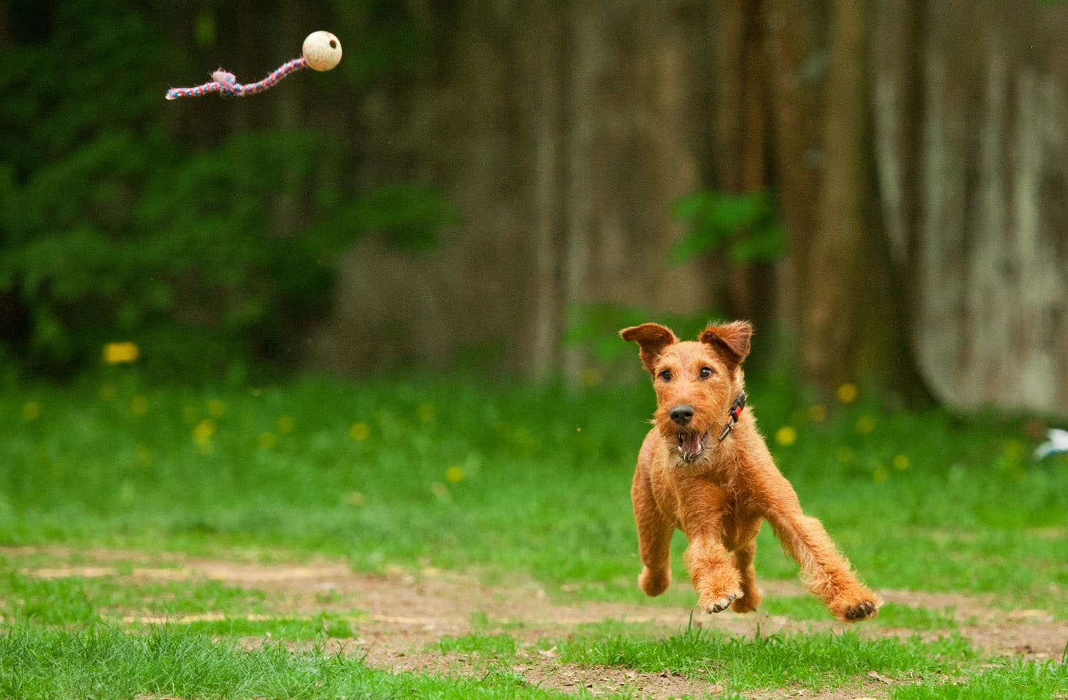 Irish terrier playing fetch with ball