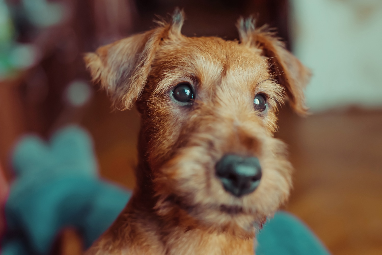 Irish Terrier puppy's face up close