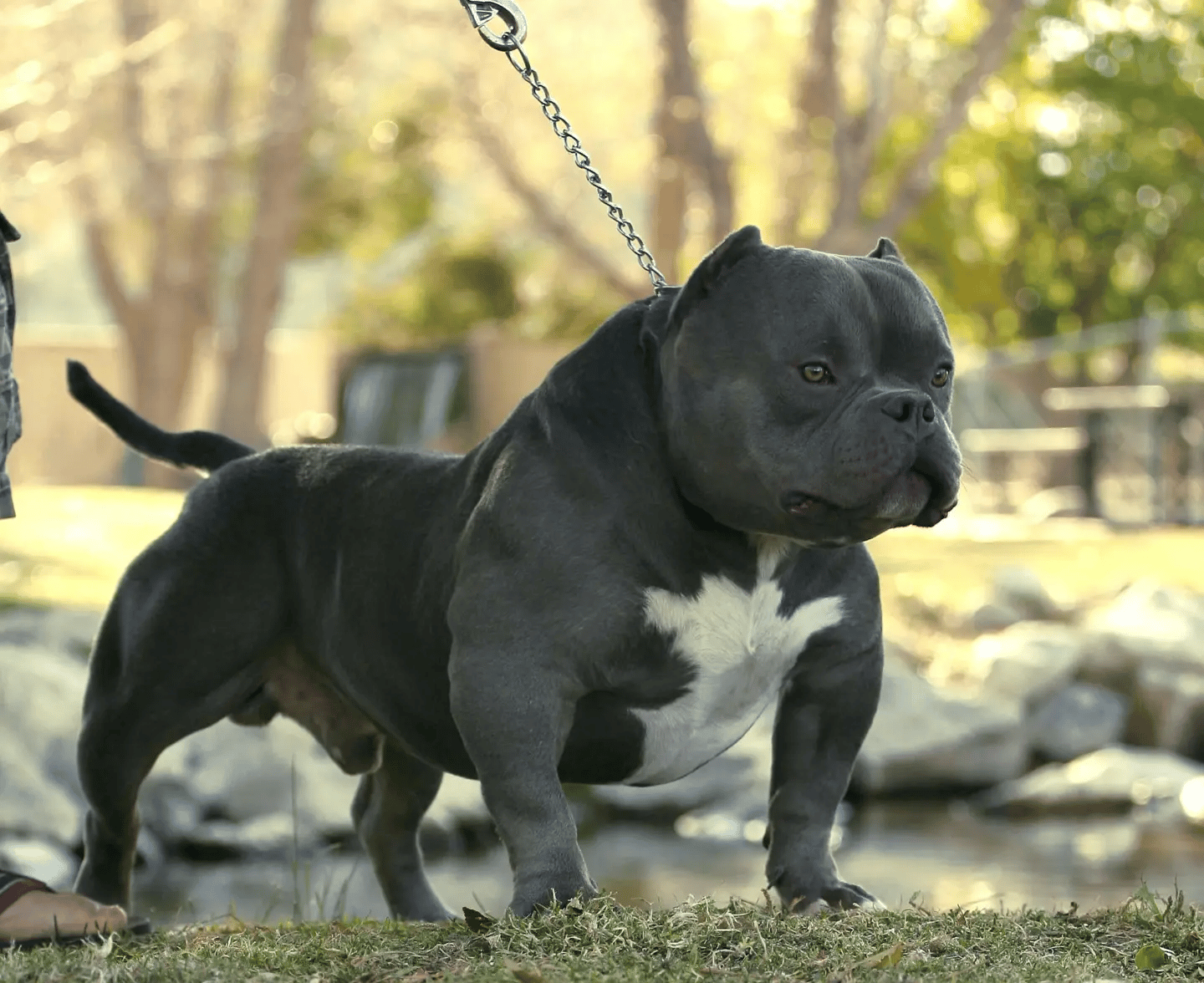black and white micro bully