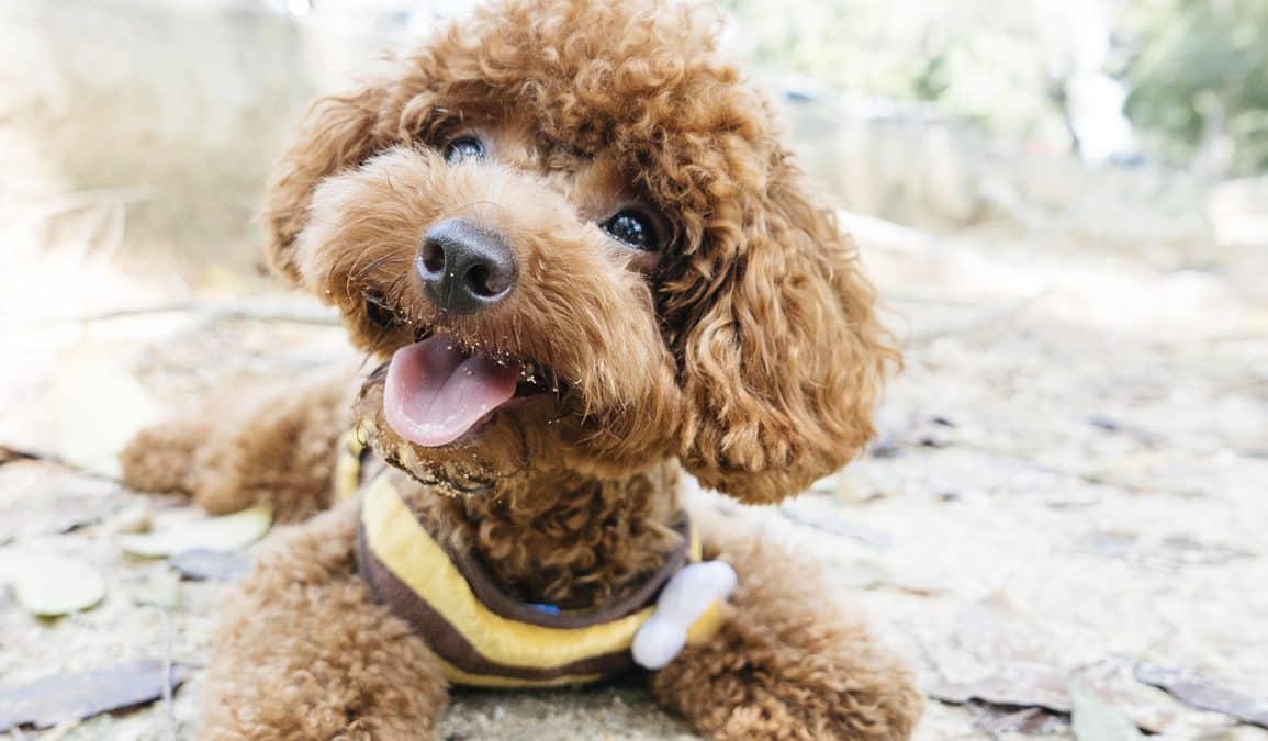 Toy poodle lying on the ground in a park