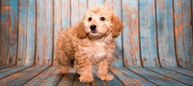 Goldendoodle puppy standing against a wooden background