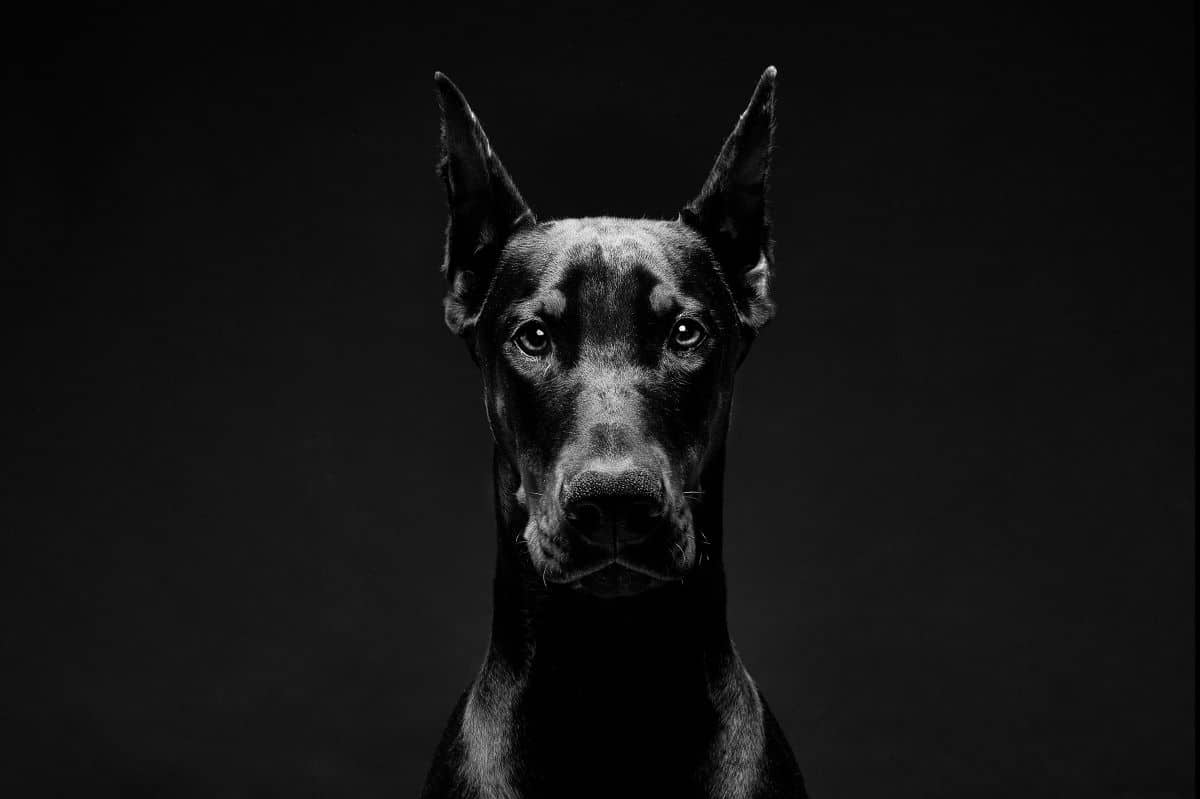 Wondering if a Doberman is right for your family? This guide looks at the characteristics, health problems, and exercise needs of this distinctive breed.