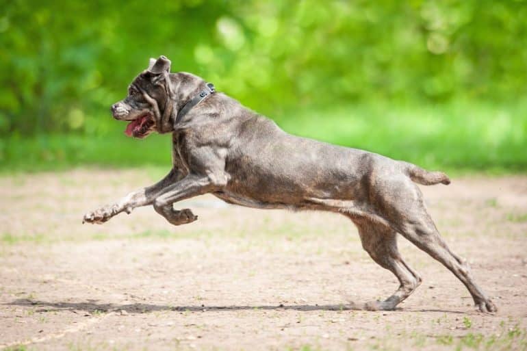 Learn why training is vital for Cane Corso puppies, and how you can achieve your puppy's training milestones.