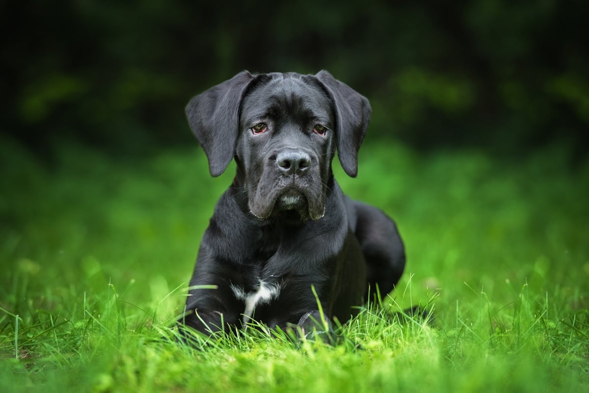 Cane corso puppy lies in a field of grass