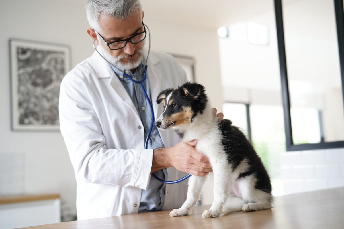 Doctor evaluates a dog's heart