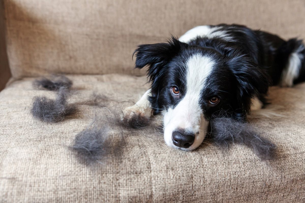 Dog shedding hair