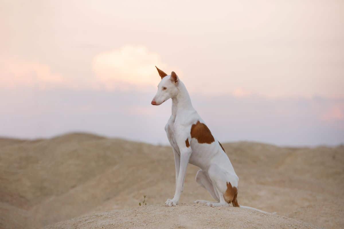 Ibizan Hound medium dog