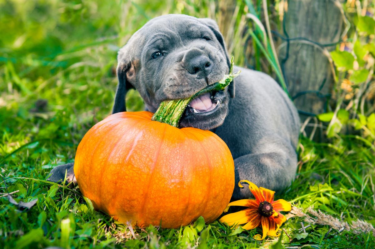 Dog munching on pumpkin