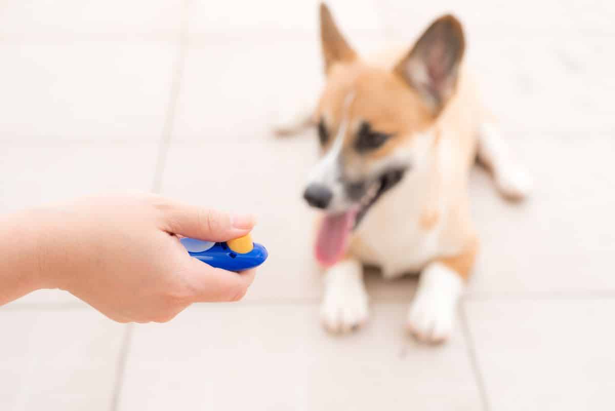 Using clicker with dog