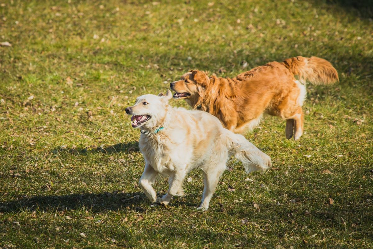 Golden Retrievers running and playing