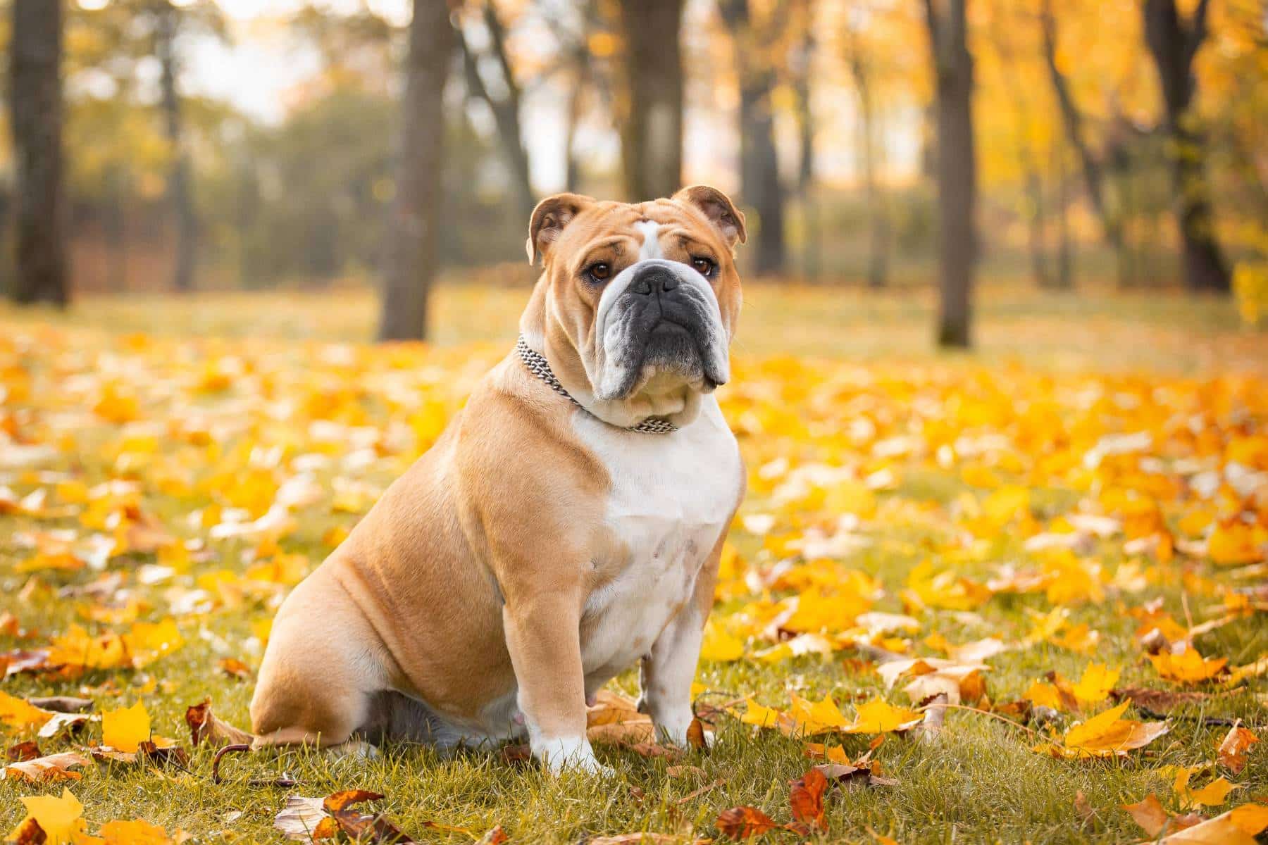 english bulldog sitting amongst autumn leaves