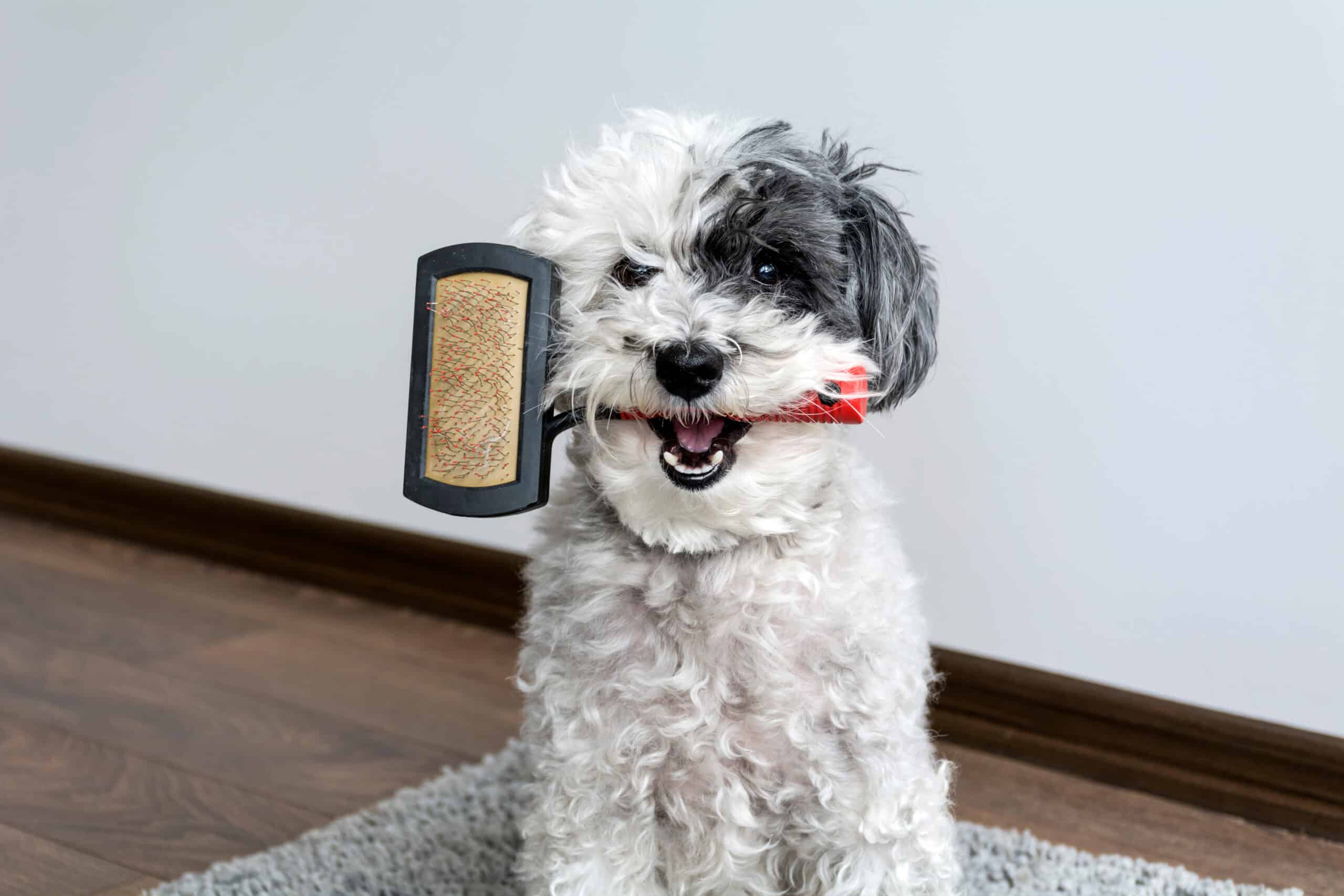 small dog holding a brush in mouth